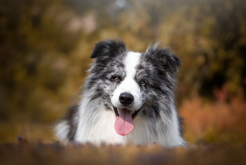 Heart-Breaker z Černobílých